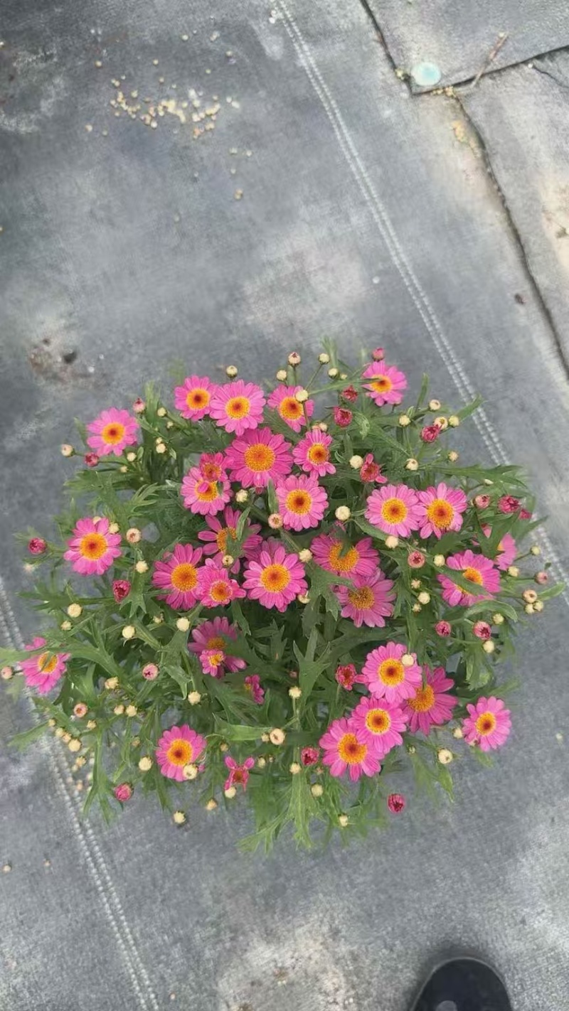 精品玛格丽特基地直发