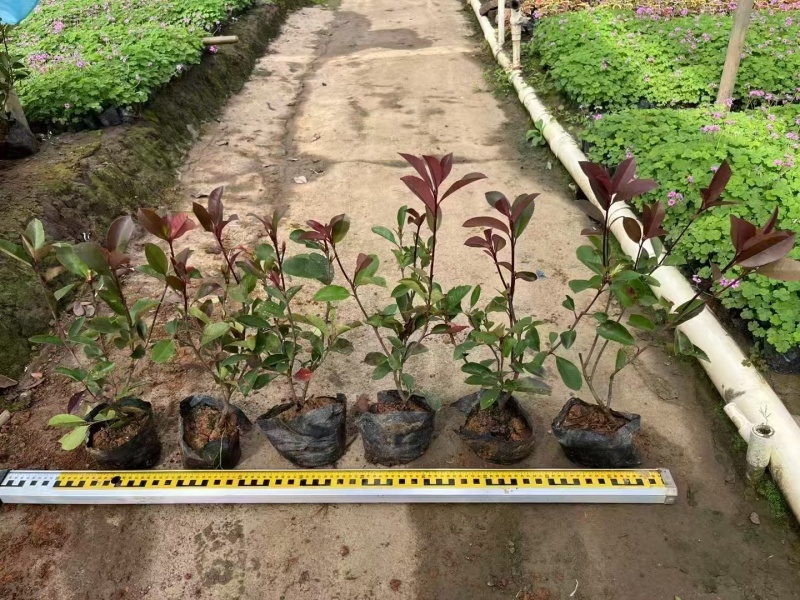 精品红叶石楠基地种植