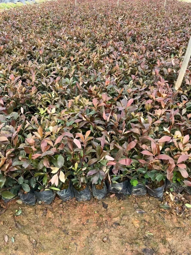 精品红叶石楠基地种植