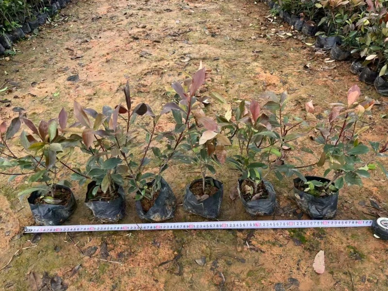 精品红叶石楠基地种植