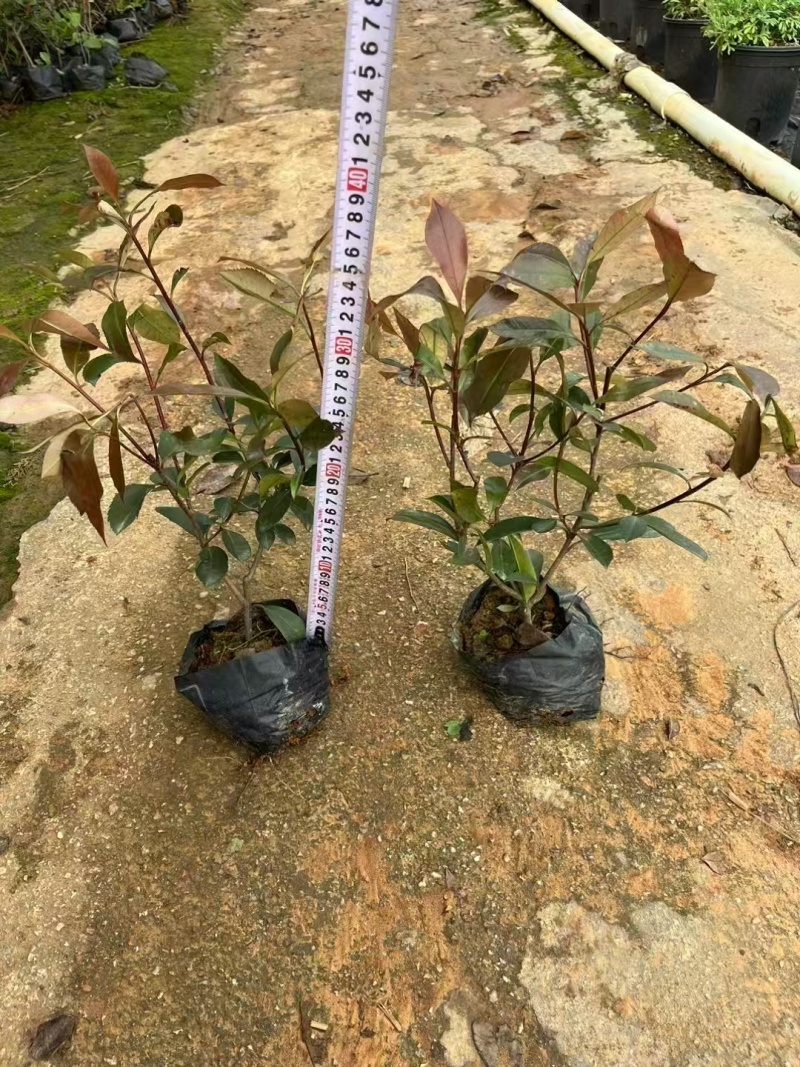精品红叶石楠基地种植