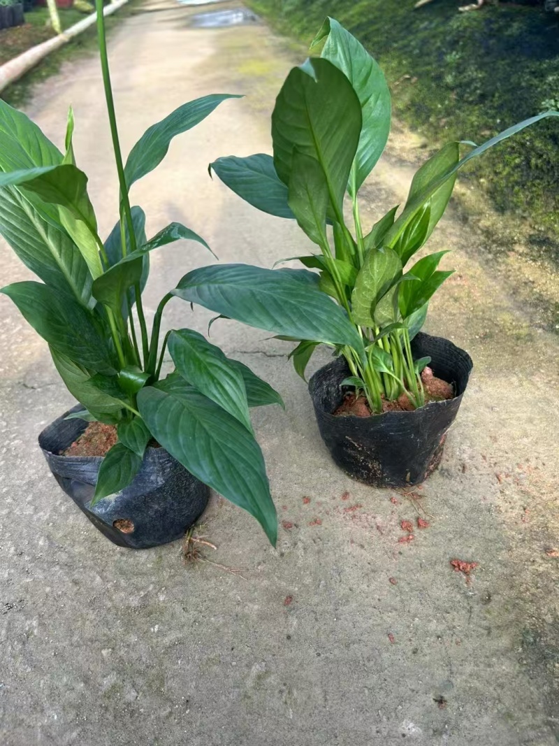精品白掌基地自产自销