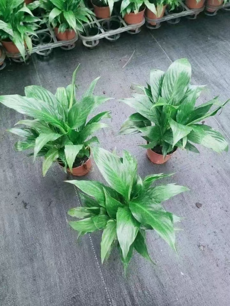 精品白掌基地自产自销