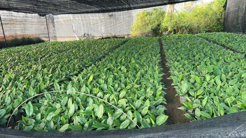 精品白掌基地自产自销