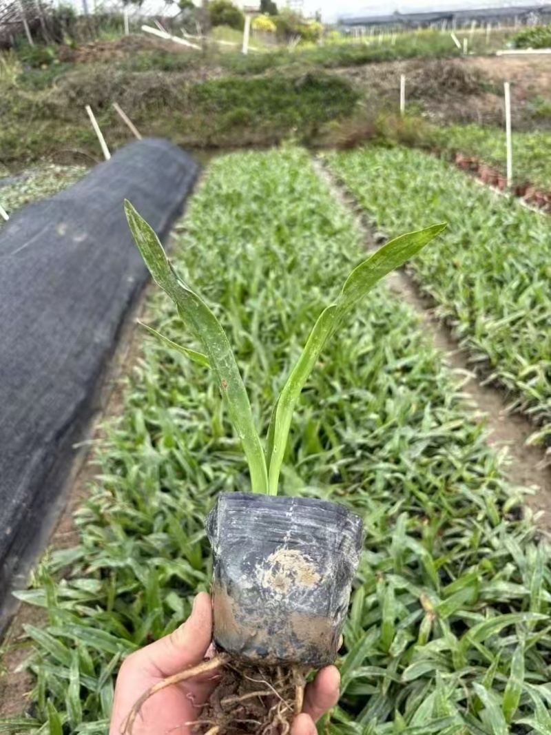 精品蜘蛛兰基地种植