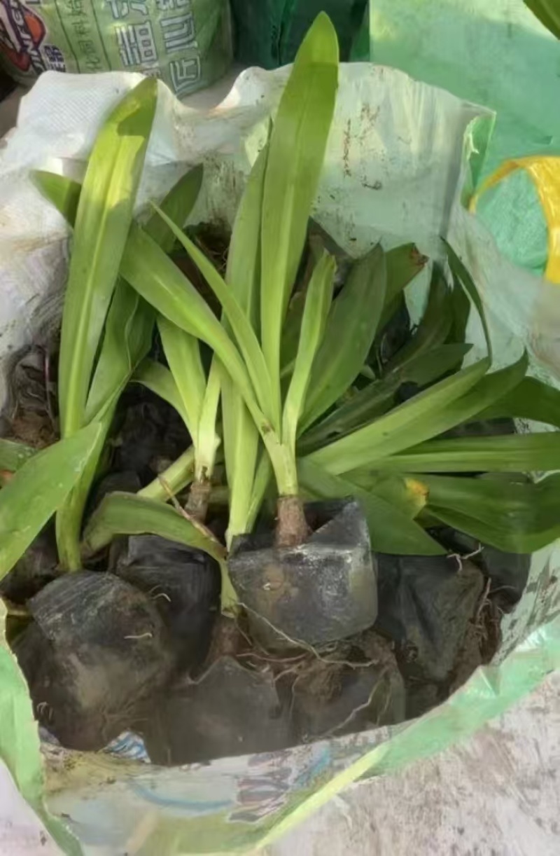 精品蜘蛛兰基地种植