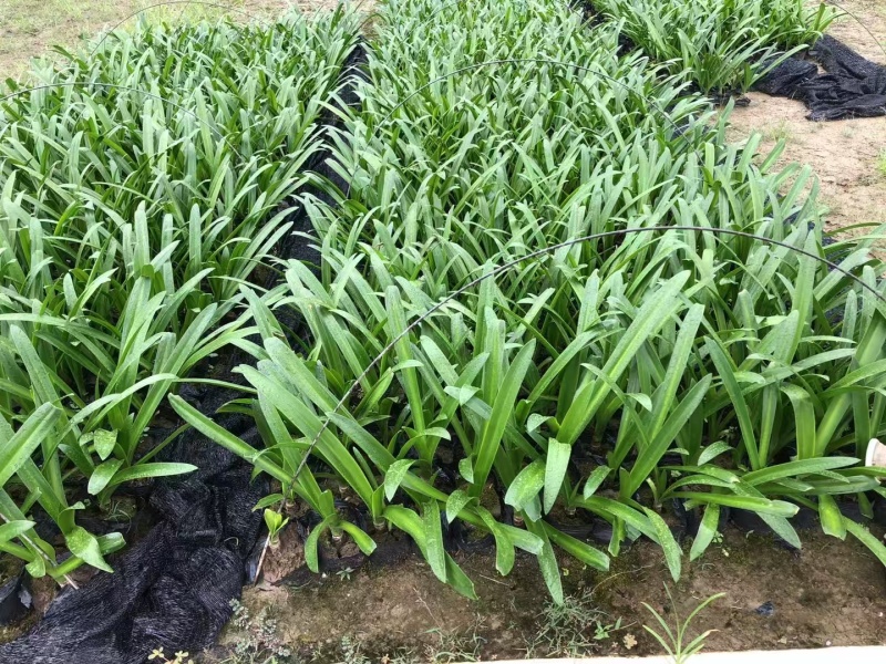 精品蜘蛛兰基地种植