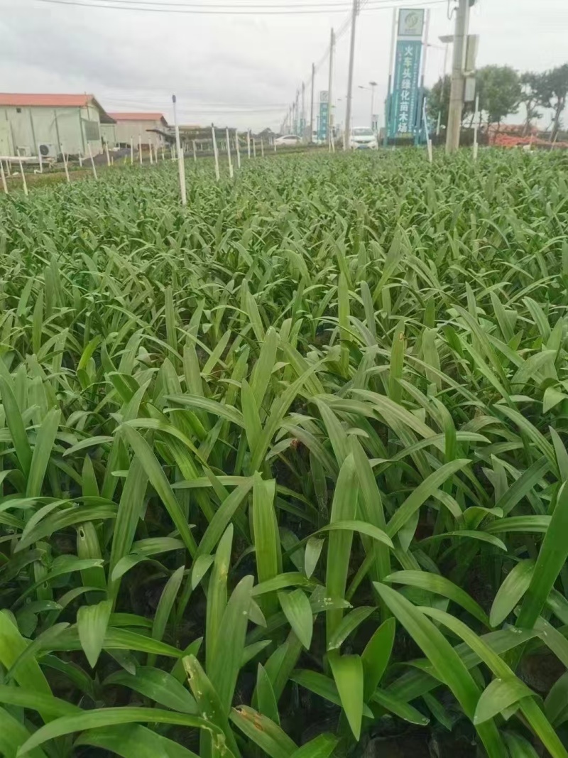 精品蜘蛛兰基地种植