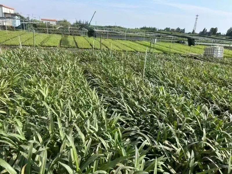精品蜘蛛兰基地种植