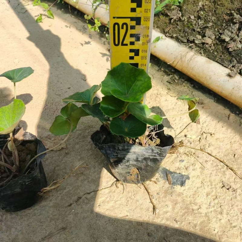 精品大吴风草基地直销