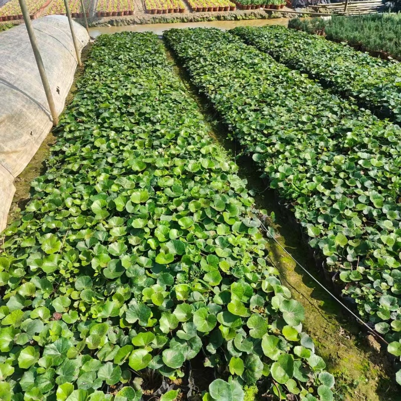 精品大吴风草基地直销