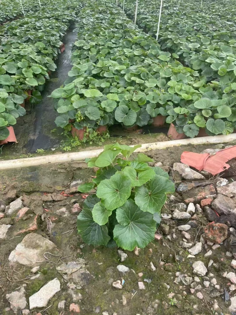 精品大吴风草基地直销