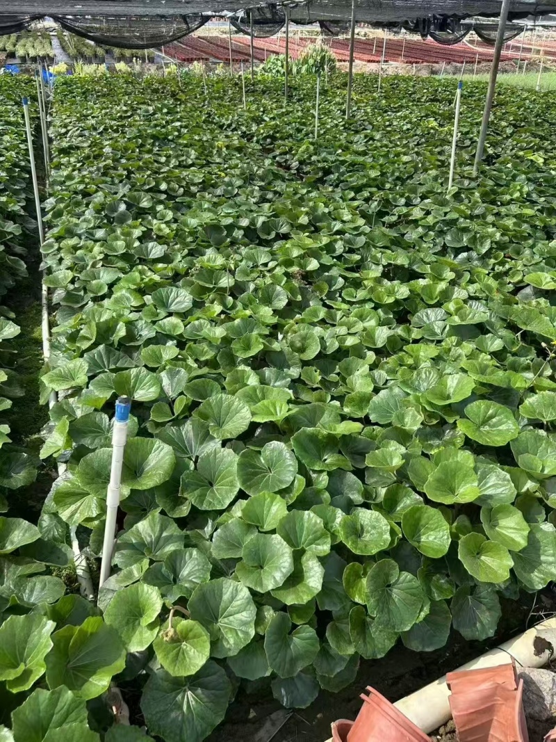 精品大吴风草基地直销