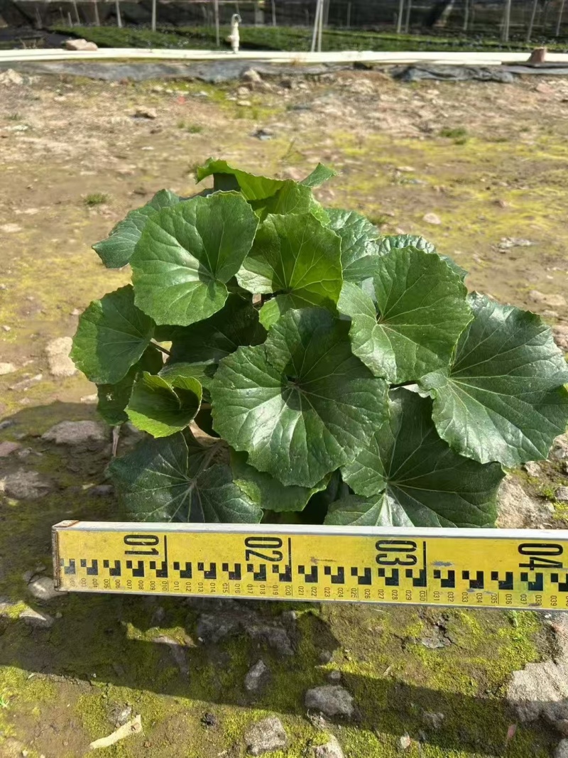 精品大吴风草基地直销