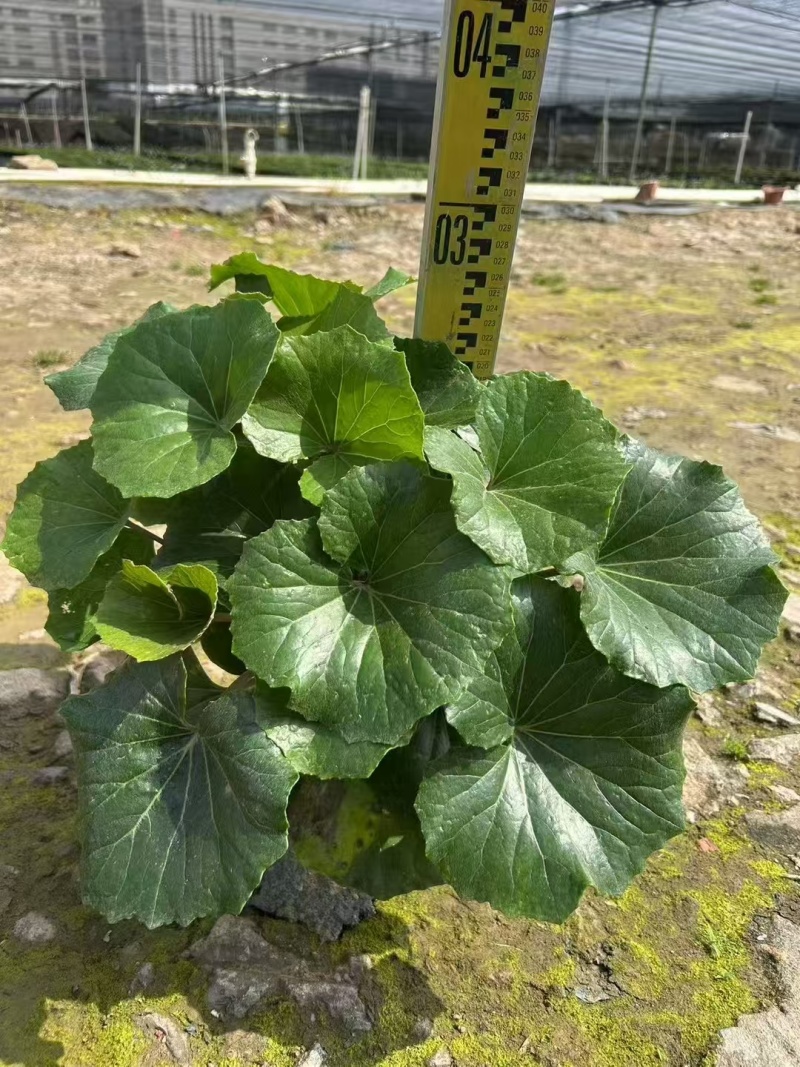 精品大吴风草基地直销