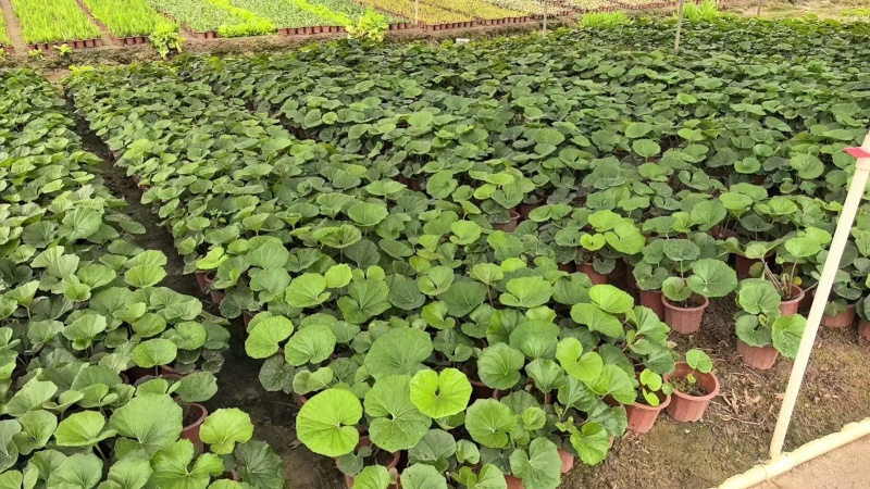 精品大吴风草基地直销