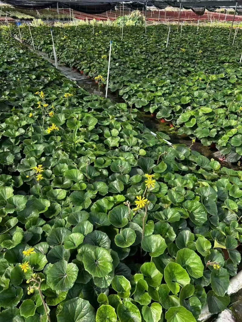 精品大吴风草基地直销