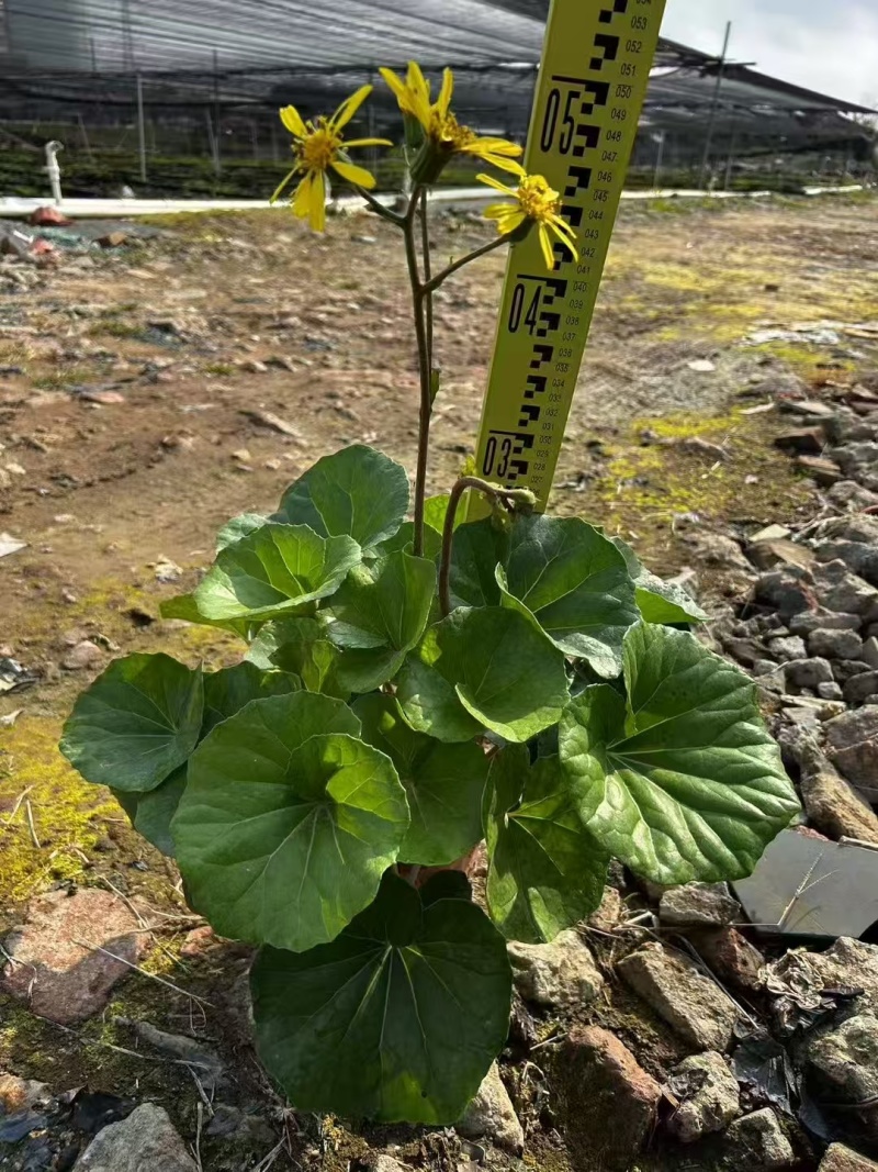 精品大吴风草基地直销