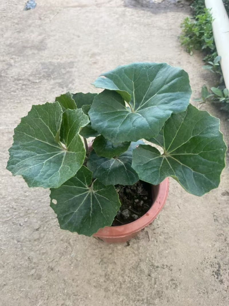 精品大吴风草基地直销