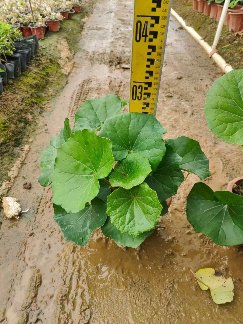 精品大吴风草基地直销