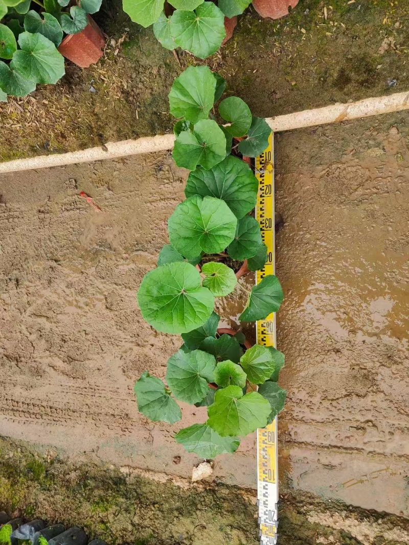 精品大吴风草基地直销