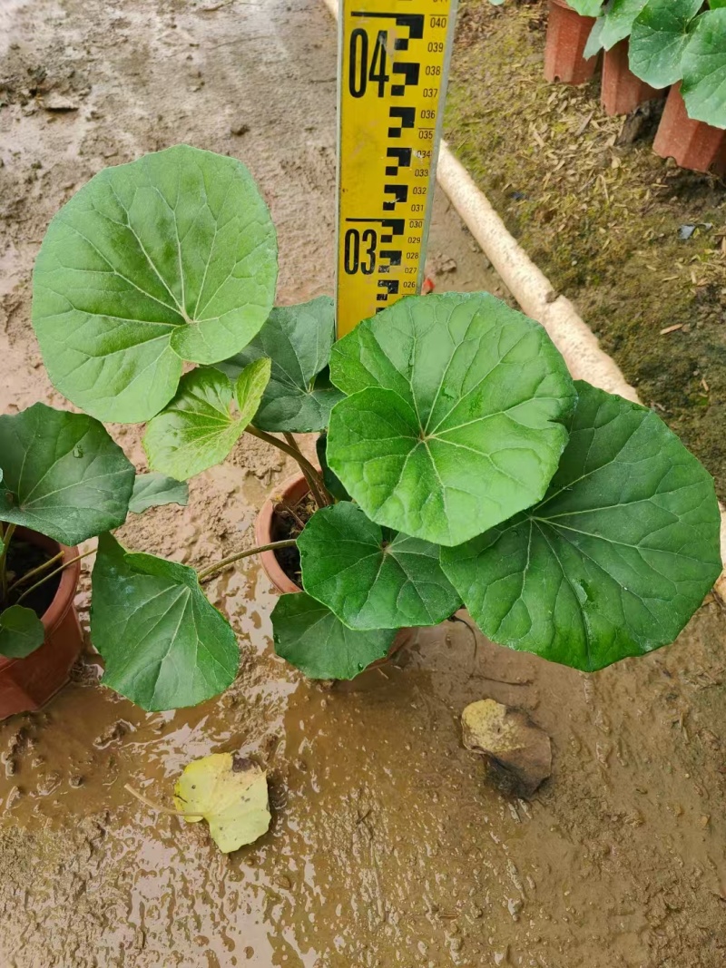 精品大吴风草基地直销