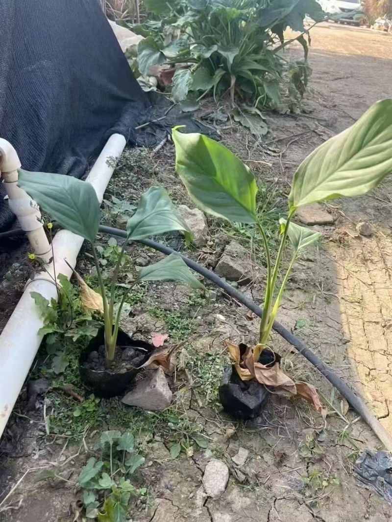精品万年青基地直发