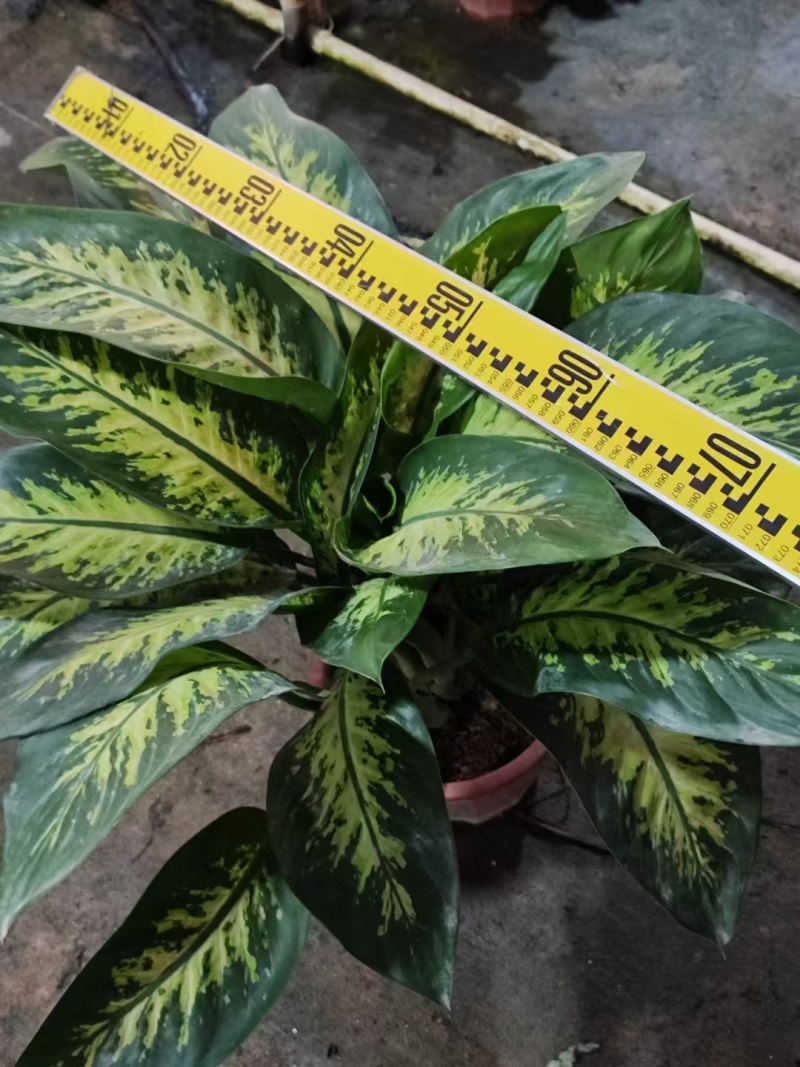 精品斑马万年青基地直发