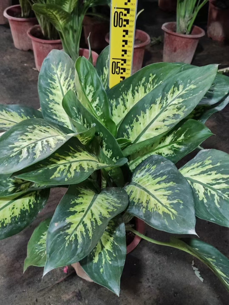 精品斑马万年青基地直发