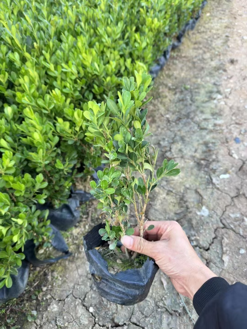 精品黄杨基地直发