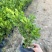 精品黄杨基地直发