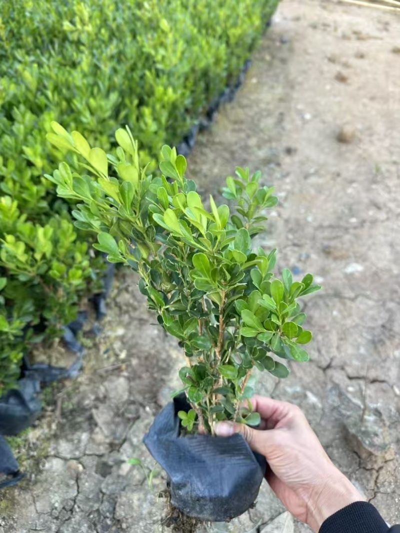 精品黄杨基地直发