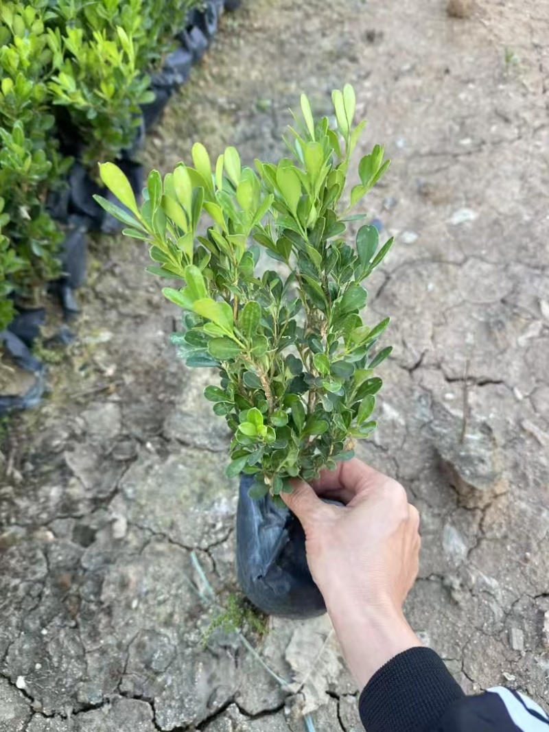 精品黄杨基地直发
