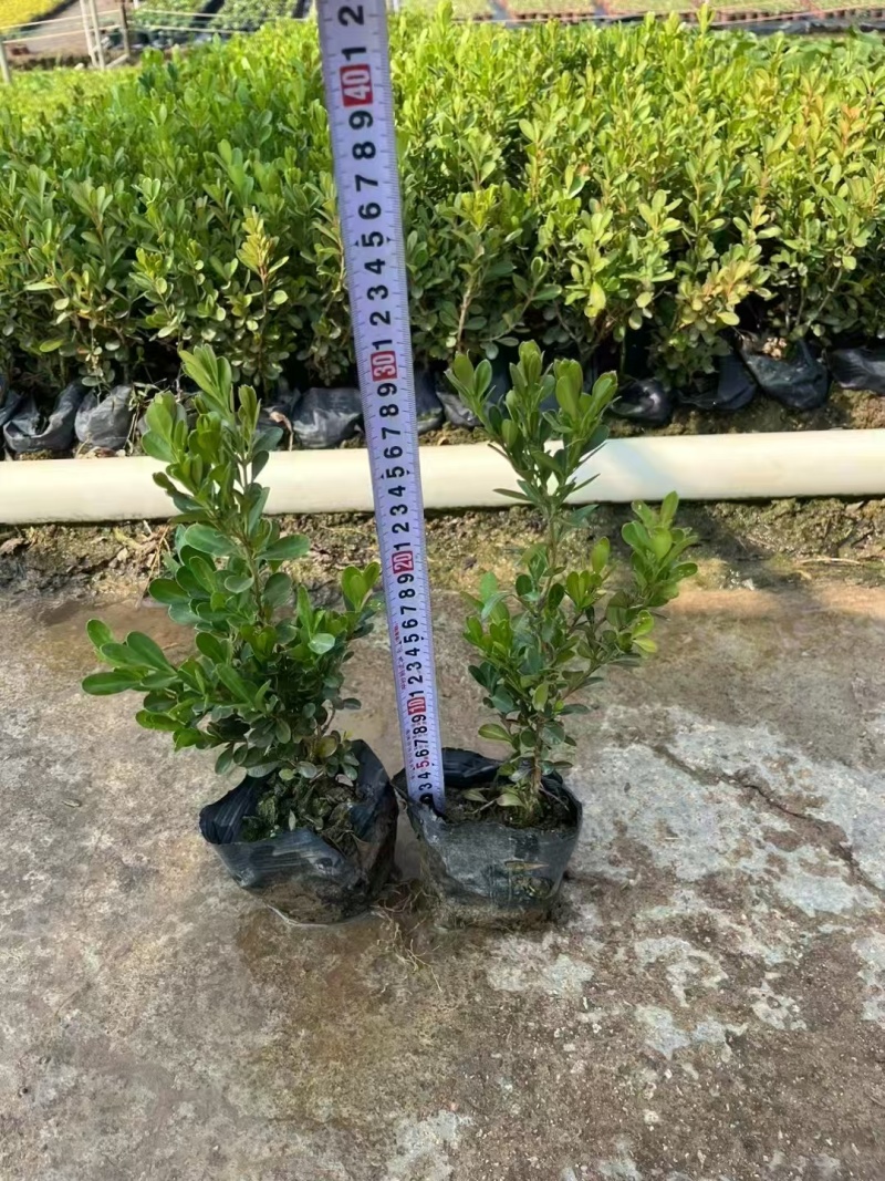 精品黄杨基地直发
