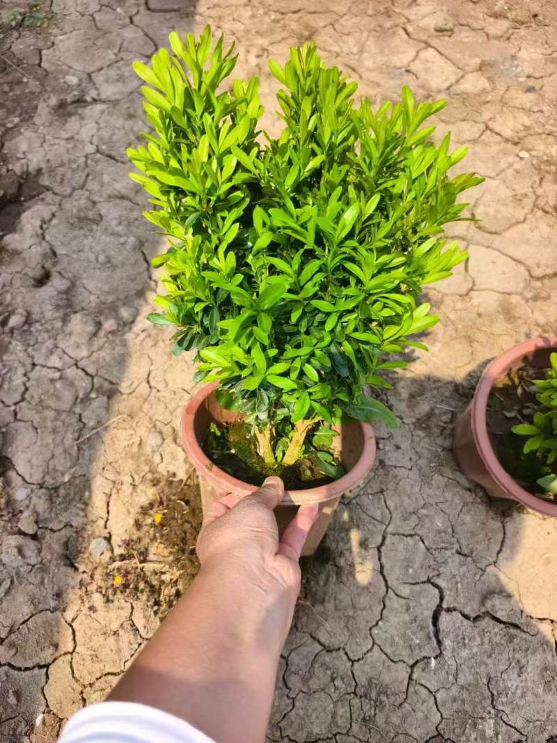 精品黄杨基地直发