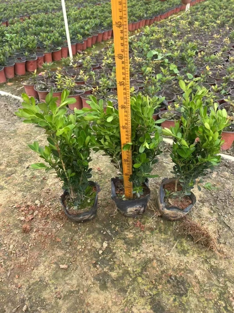 精品黄杨基地直发