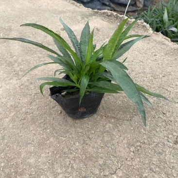 精品矮化翠芦莉基地直发