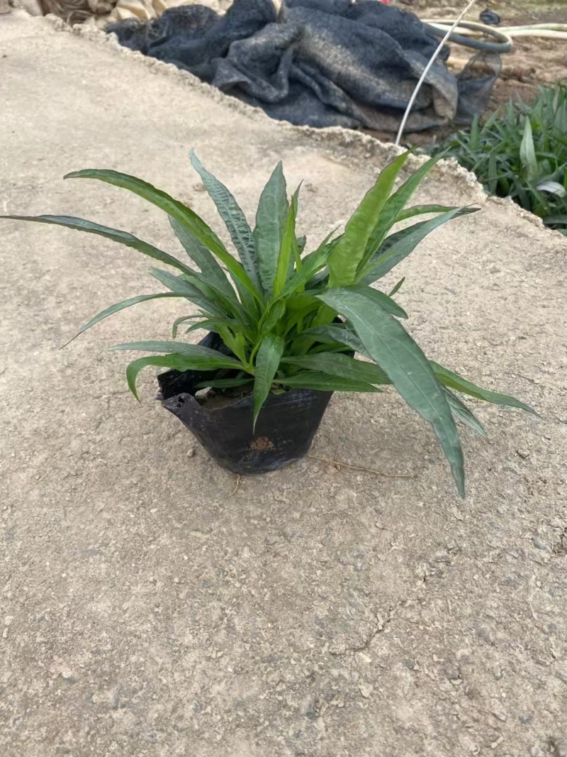 精品矮化翠芦莉基地直发