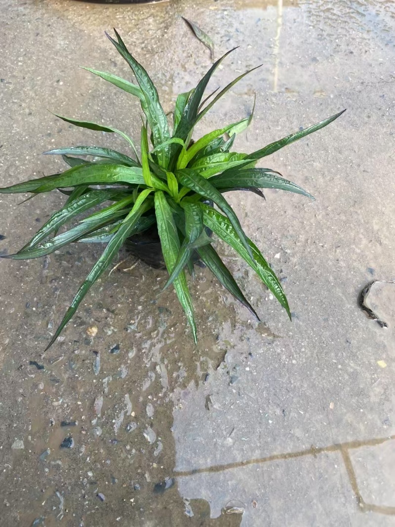 精品矮化翠芦莉基地直发