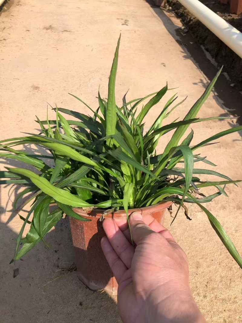 精品矮化翠芦莉基地直发