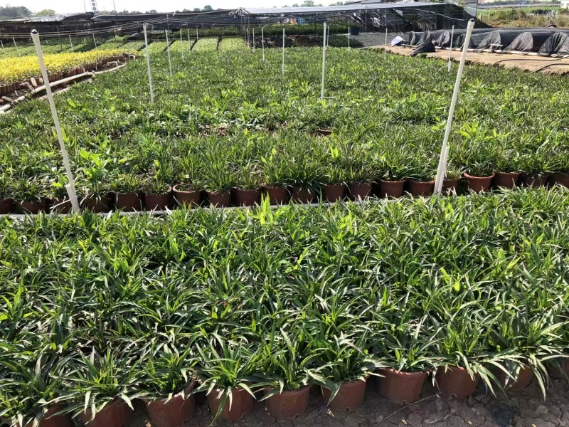 精品矮化翠芦莉基地直发