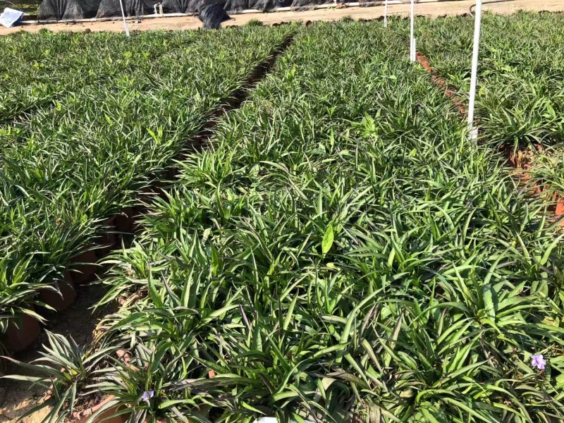 精品矮化翠芦莉基地直发