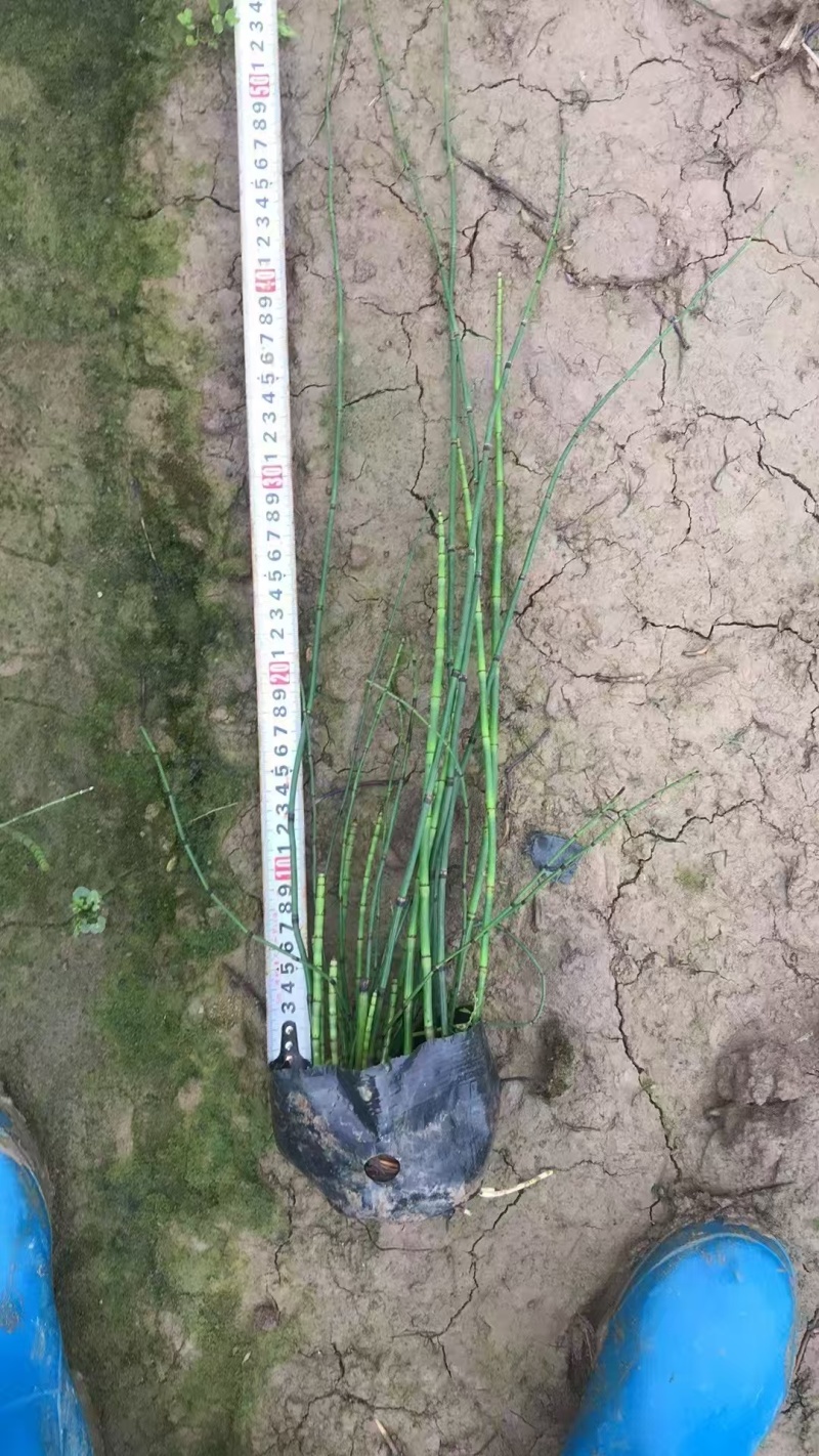 精品德国木贼基地自产自销