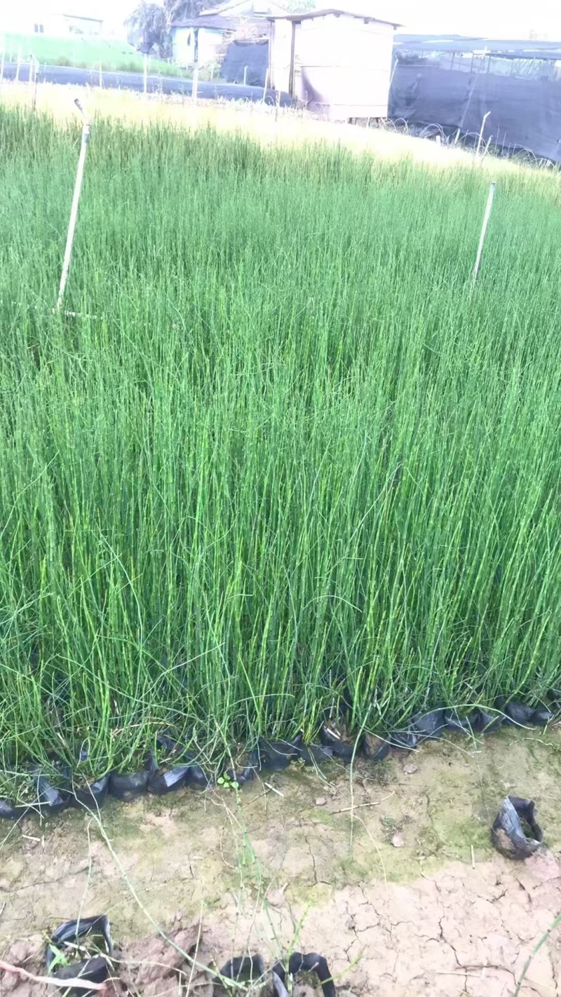 精品德国木贼基地自产自销