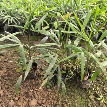 精品细叶棕竹基地自产自销