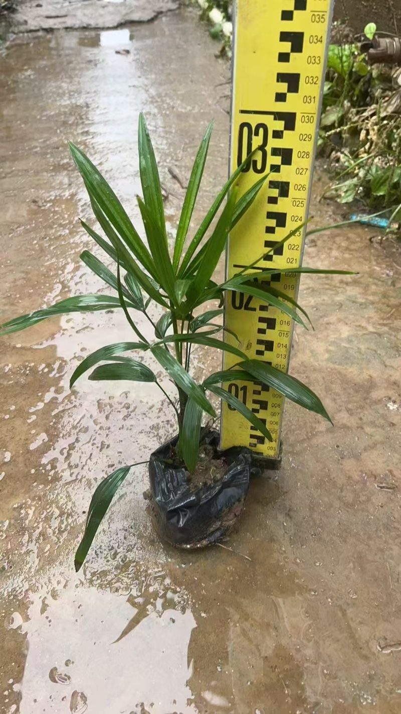 精品细叶棕竹基地自产自销