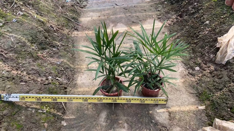 精品细叶棕竹基地自产自销