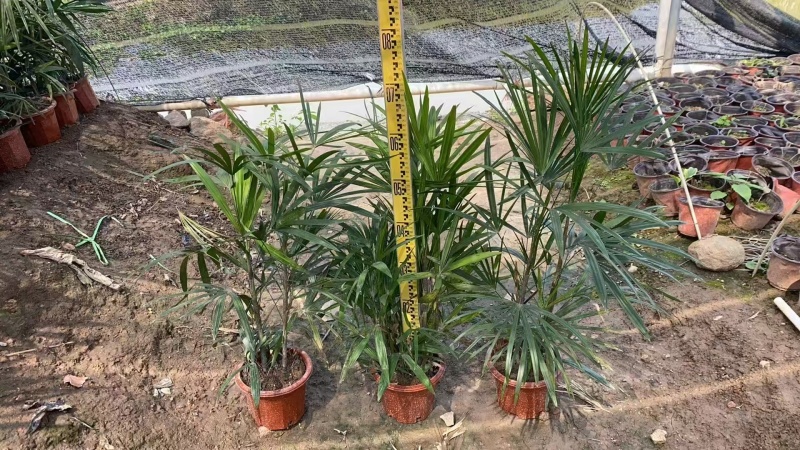 精品细叶棕竹基地自产自销