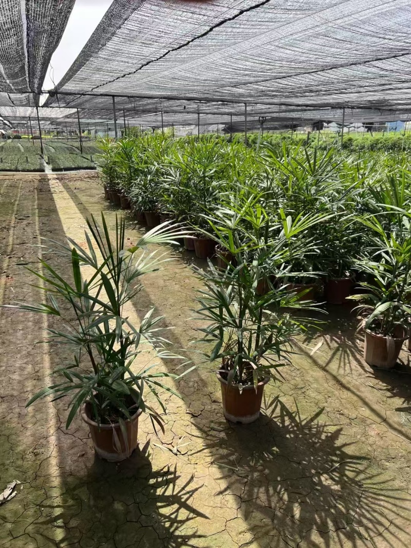 精品细叶棕竹基地自产自销