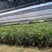 精品细叶棕竹基地自产自销